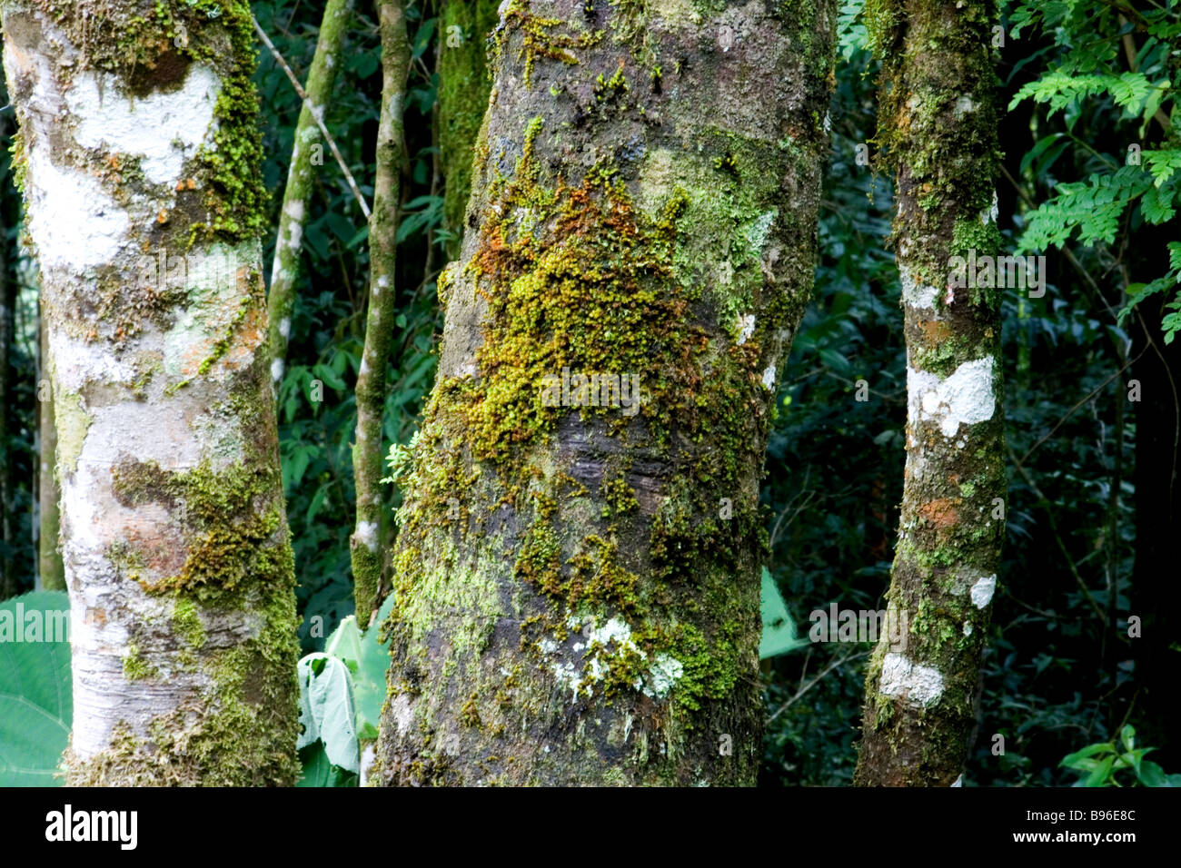 Monwane Tree Lichens montane hi-res stock photography and images - Alamy