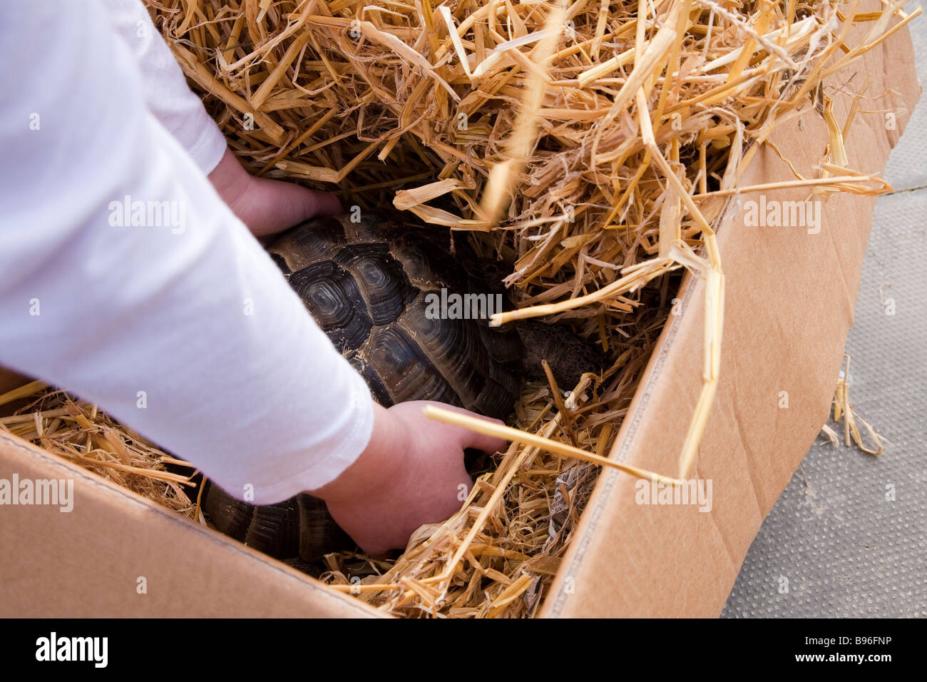 Tortoise coming out of hibernation Stock Photo