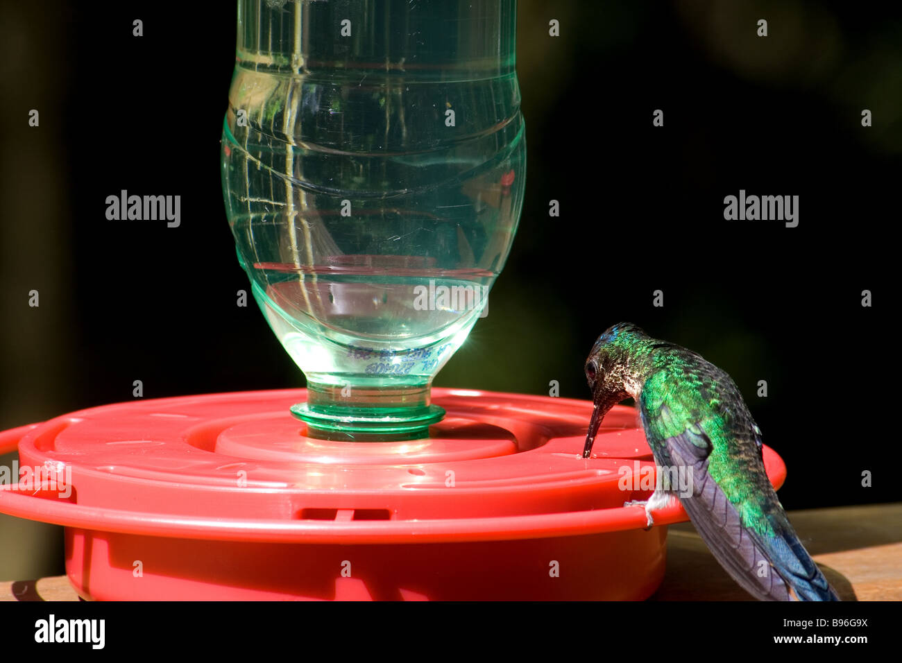 Hummingbird drinking nectar Stock Photo Alamy