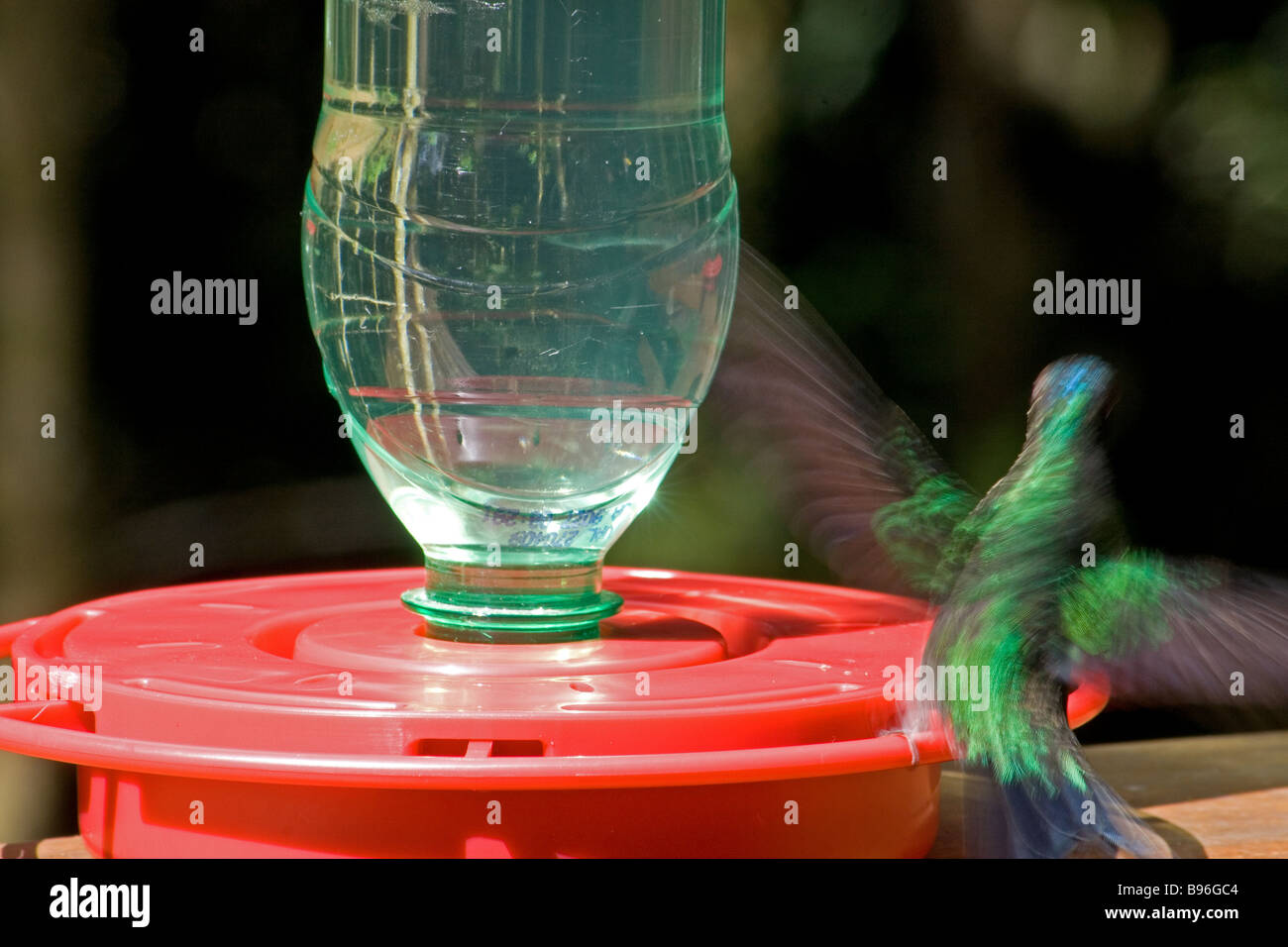 Hummingbird on a feeder - Stock Image