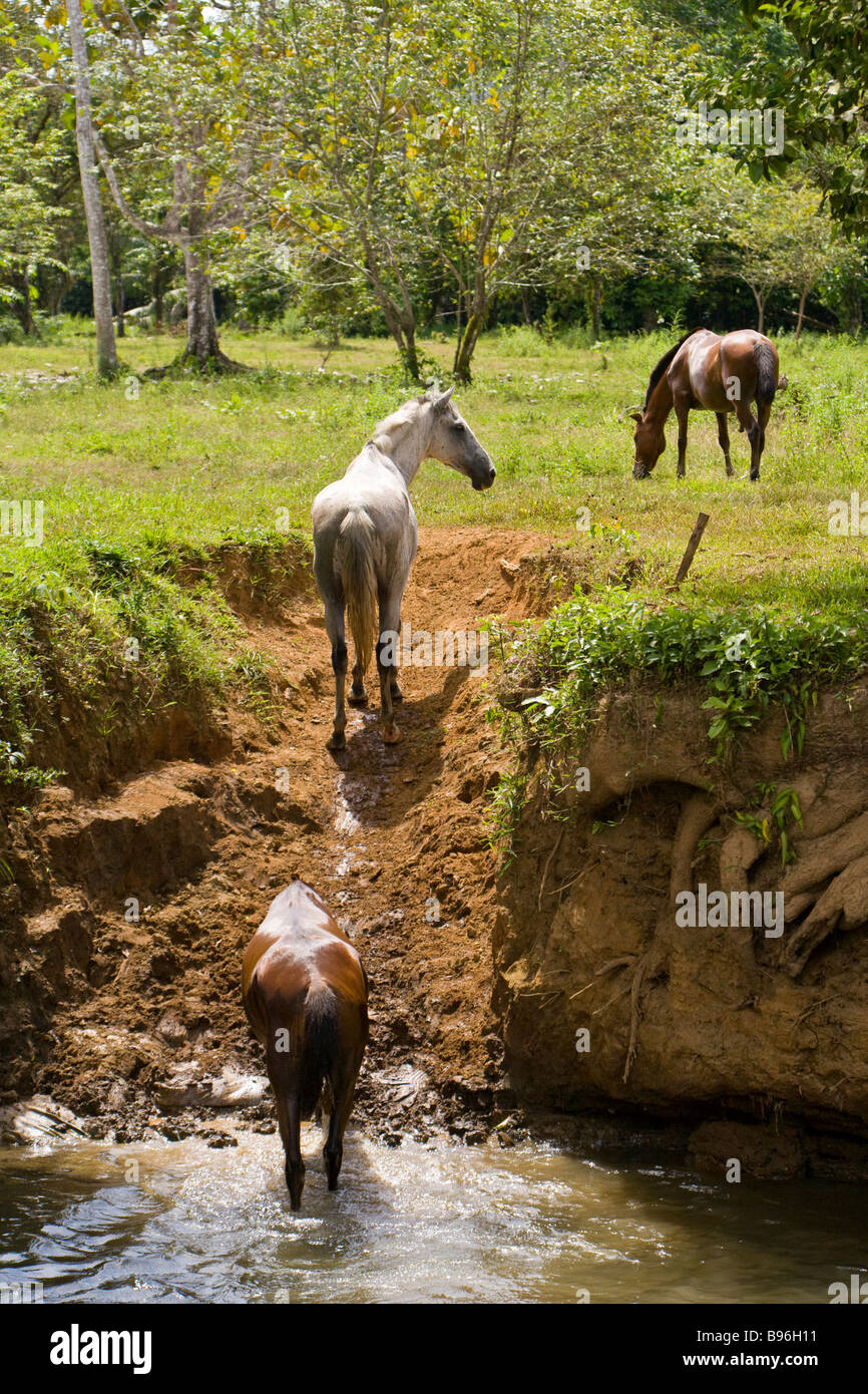 Horses crossing river to graze in the Osa Peninsula, Costa Rica Stock