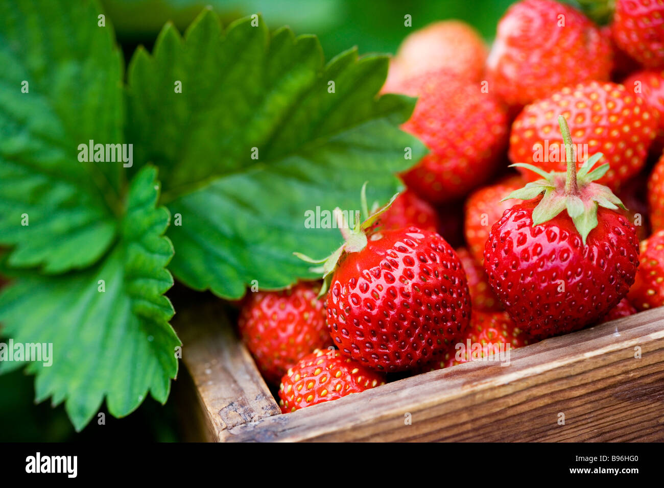 Close up of a wooden box full with strawberries. Stock Photo
