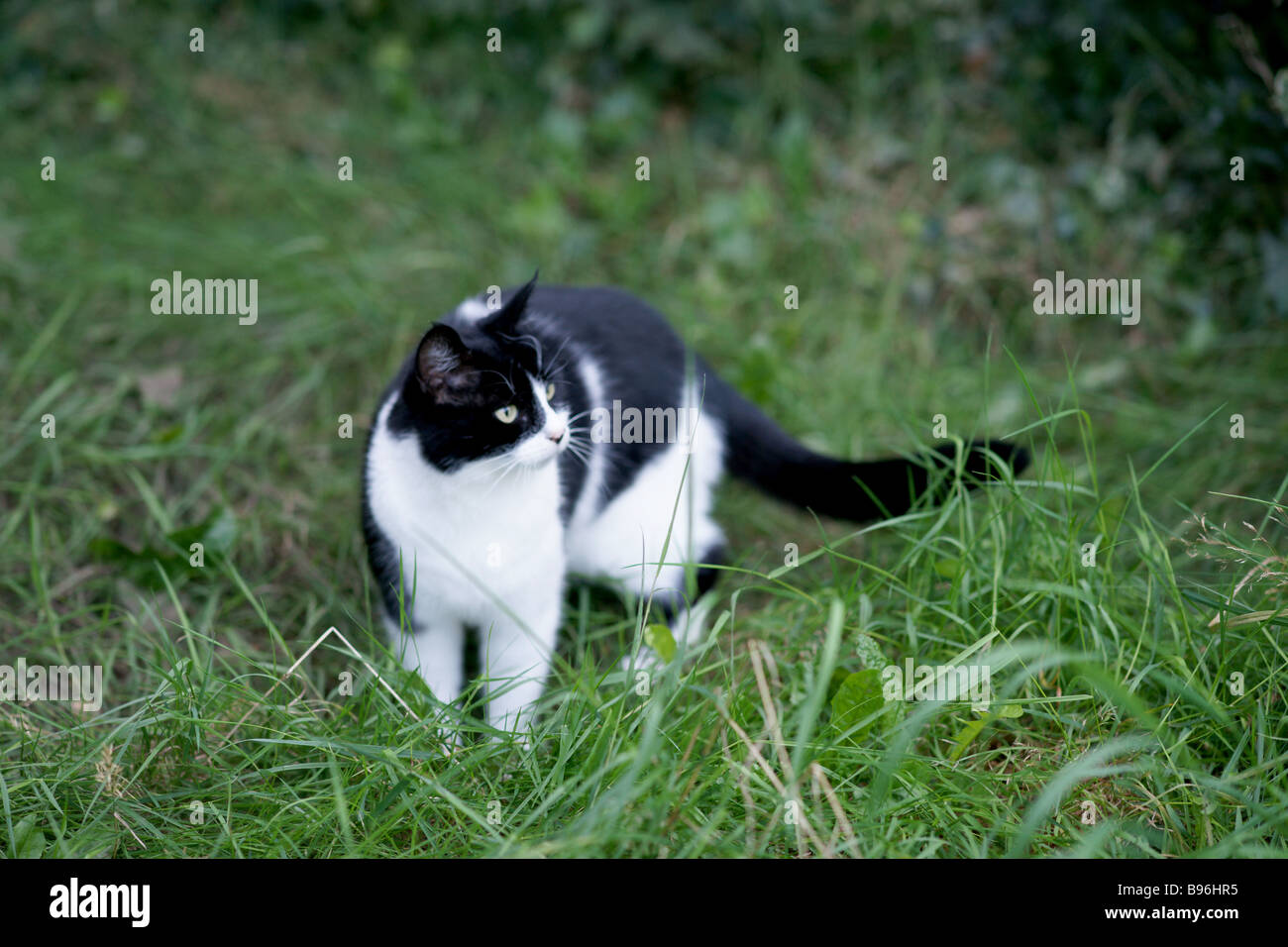 Cat on the move Stock Photo