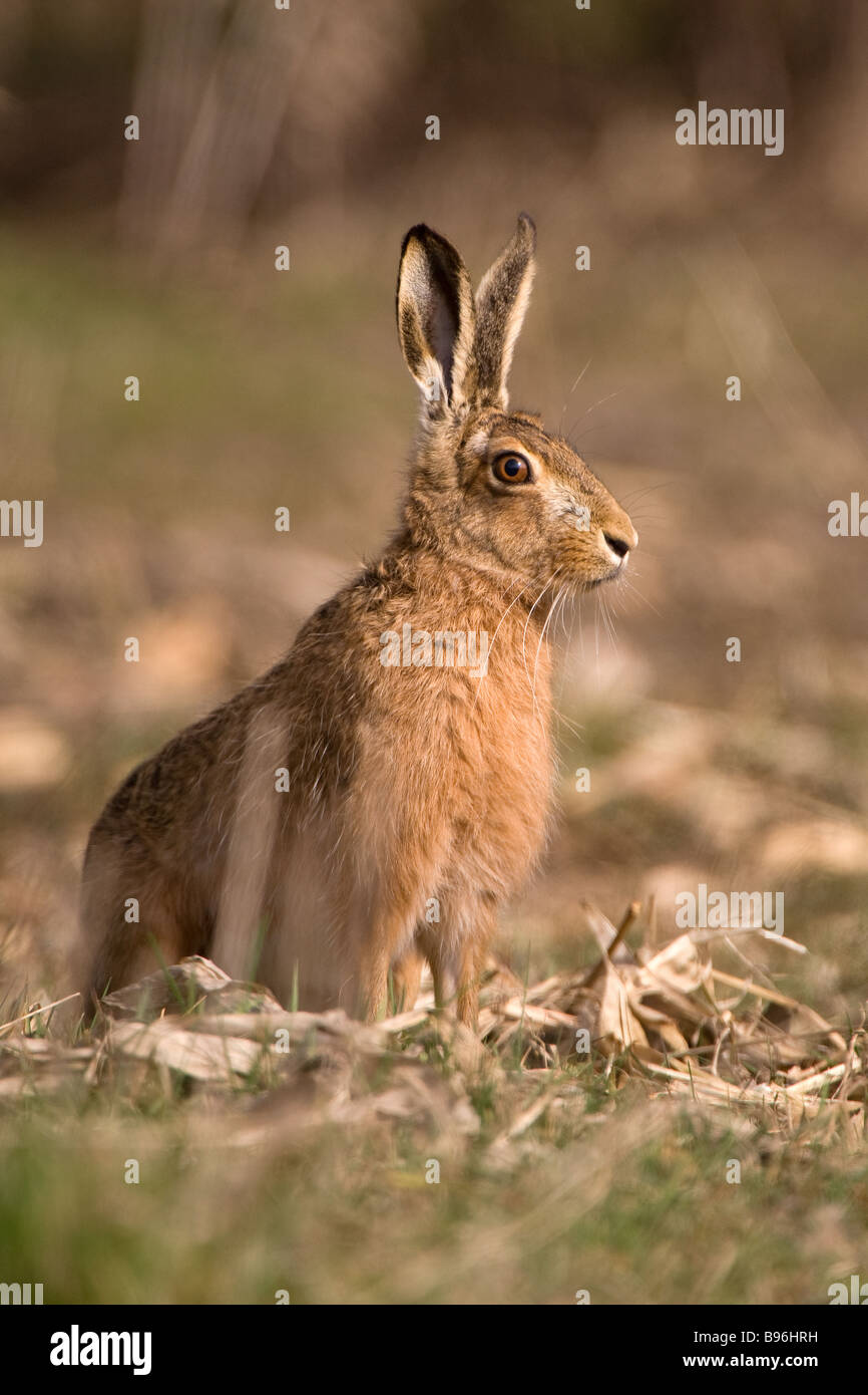 Brown Hare sitting in scrub farm land on Wirral , Merseyside Stock Photo