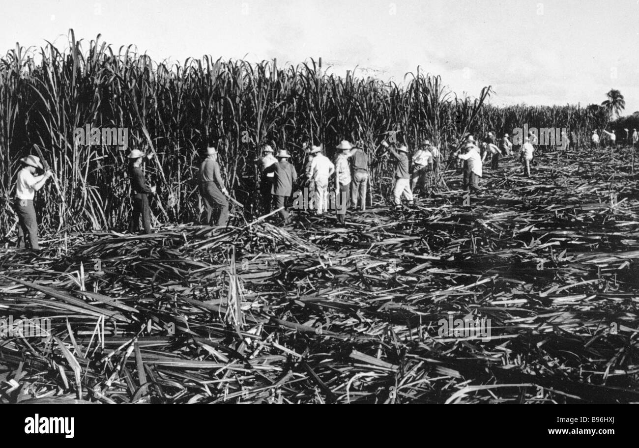 Sugar cane harvest in Cuba Stock Photo - Alamy