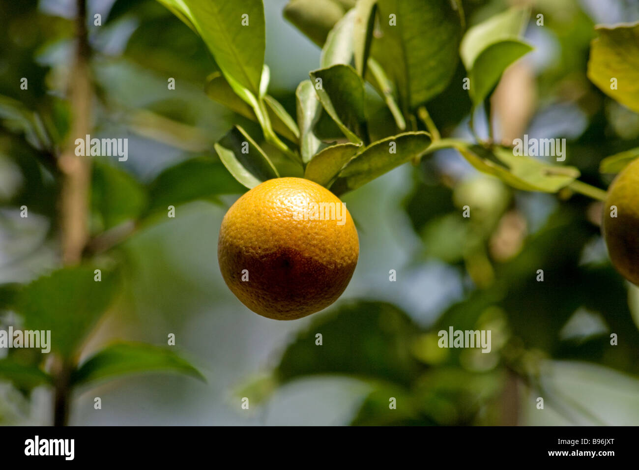 Bitter orange tree hires stock photography and images Alamy