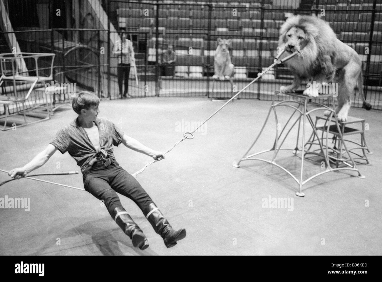 Animal trainer Boris Denisov rehearsing with lions Stock Photo Alamy