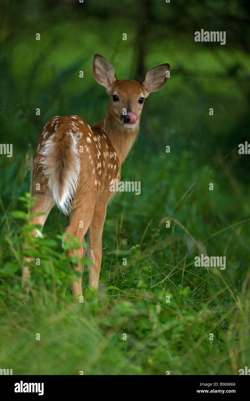 White-tailed Deer (Odocoileus virginianus) New York - Fawn with spots in woods - Spring - New York - USA Stock Photo