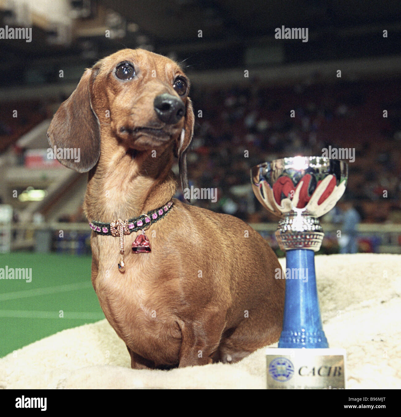 Tidligere Arabiske Sarabo panik Dachshund named Montserrat 2003 Europe Champion participating in the Moscow  Mayor s Cup Eurasia 2004 international dog show Stock Photo - Alamy