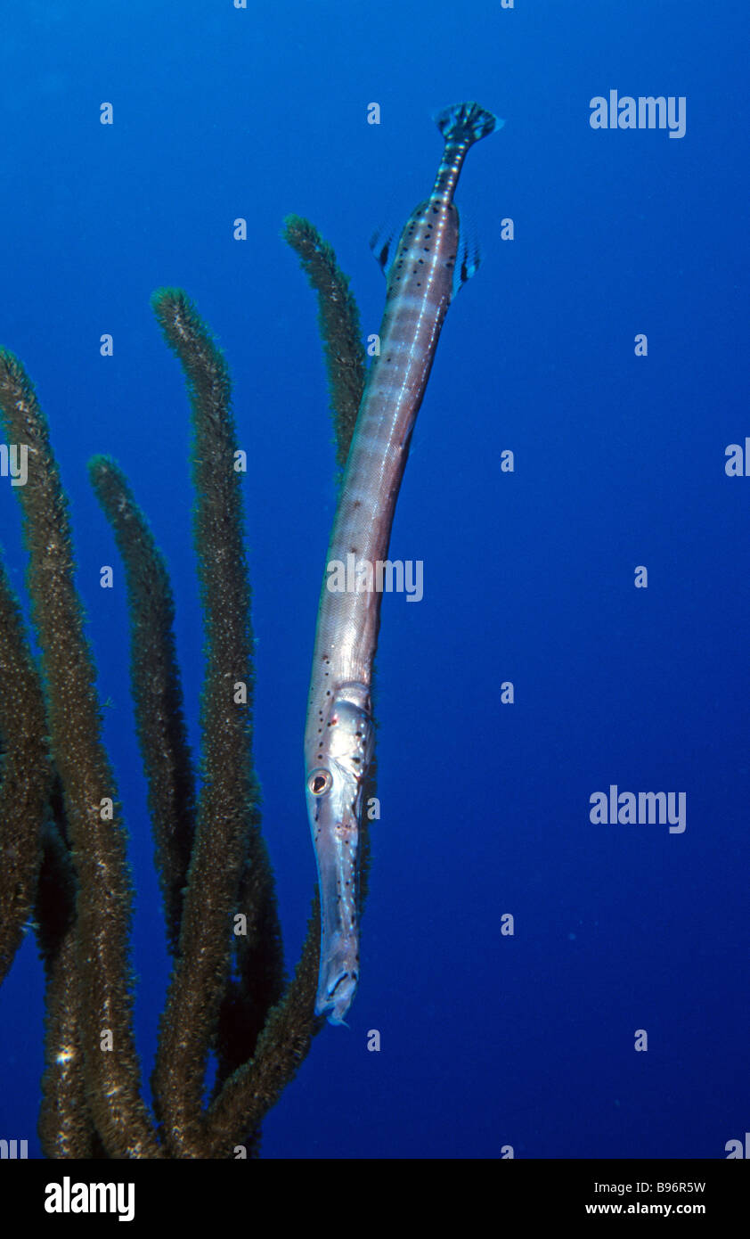 Trumpetfish Aulostomus maculatus mimicking a gorgonian sea rod Bonaire ...