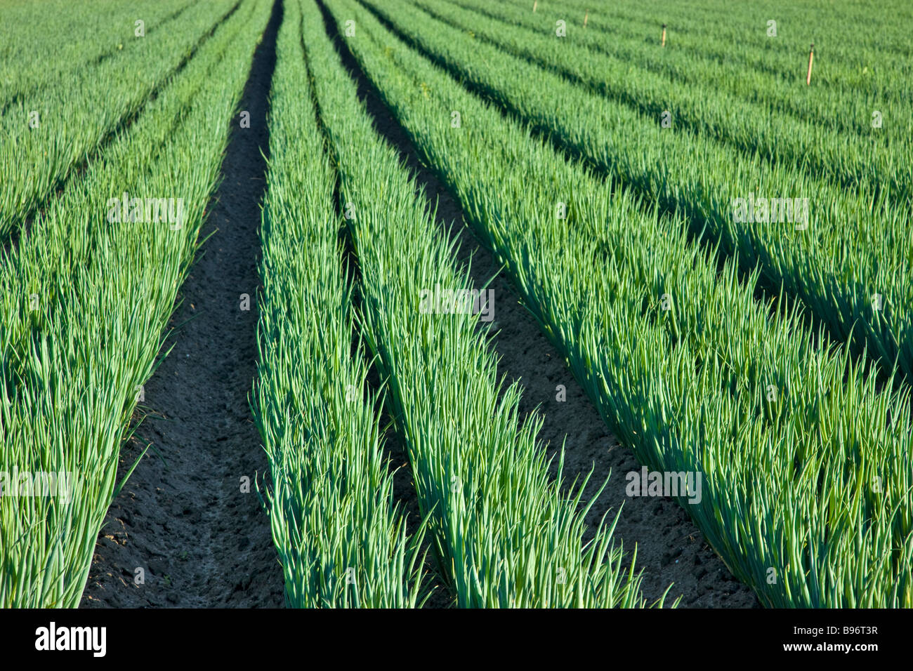 Green Onions  'Scallions' , organic field. Stock Photo