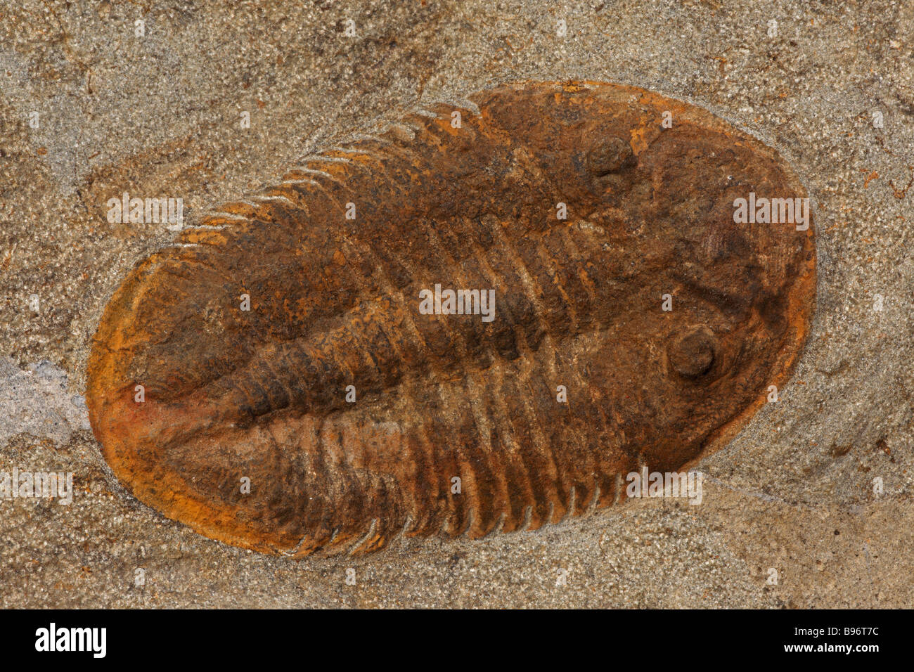 Trilobite, species and location unknown, ancient fossil marine invertebrate Stock Photo