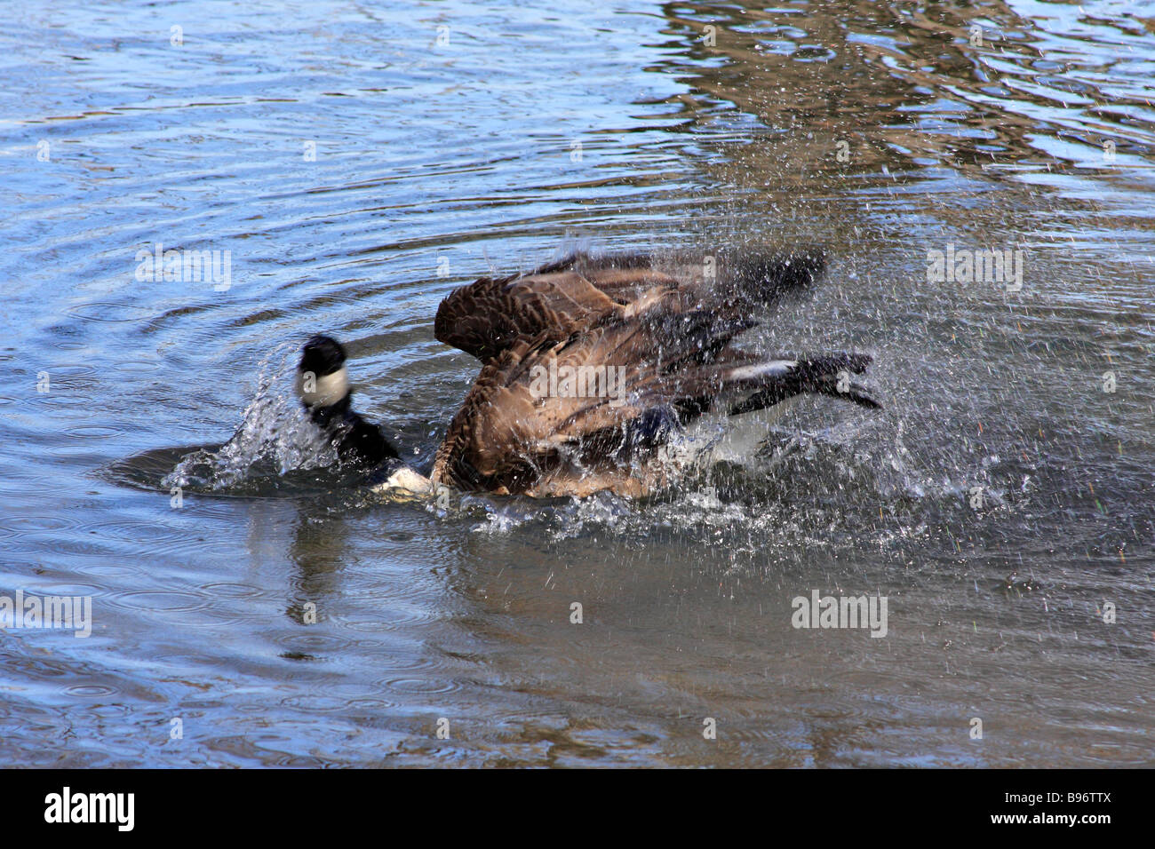 Canada Goose (Branta canadensis) bathing in a lake Stock Photo