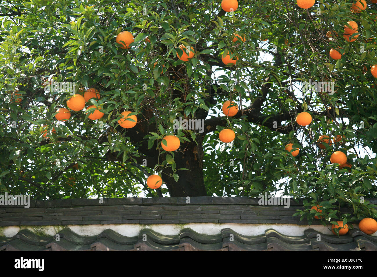 Citrus tree Stock Photo