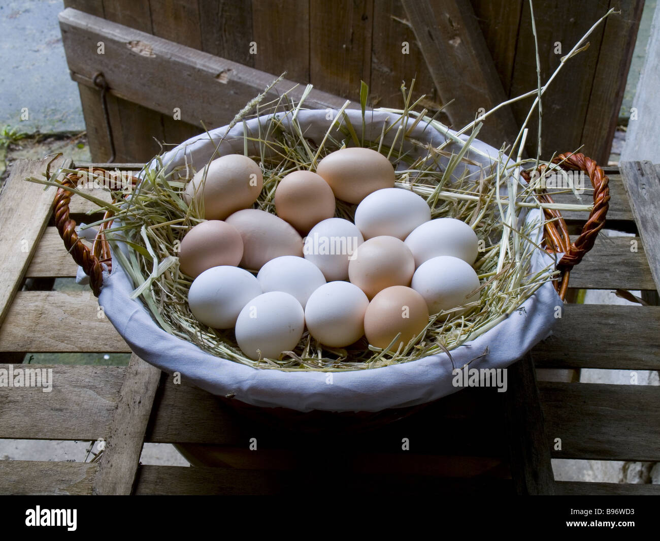 All eggs in one Basket. Stock Photo