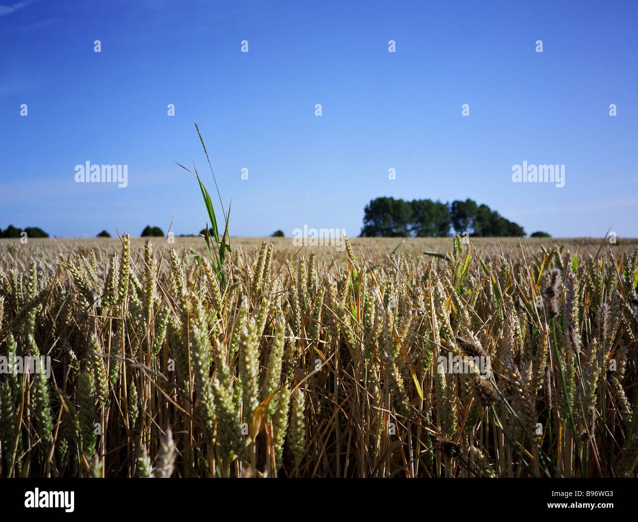 Sustainable farming uk hi-res stock photography and images - Alamy