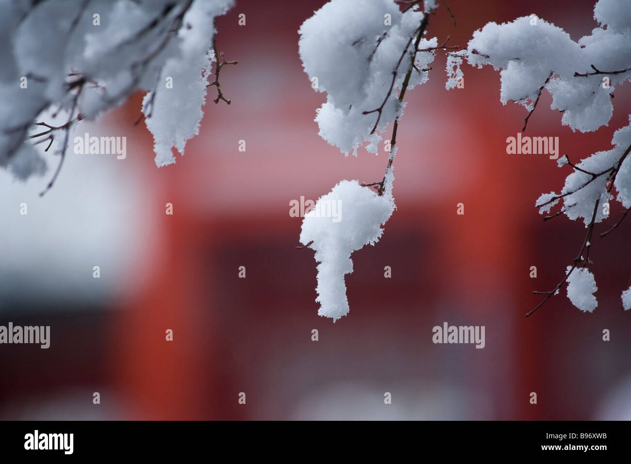 Snow on branches Stock Photo