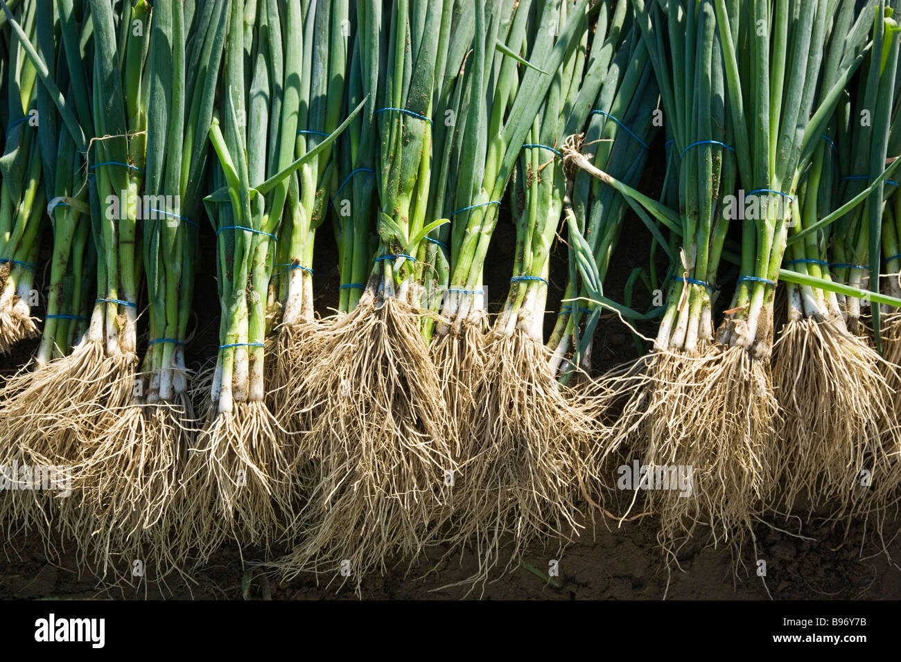 Harvested Scallions organically grown. Stock Photo