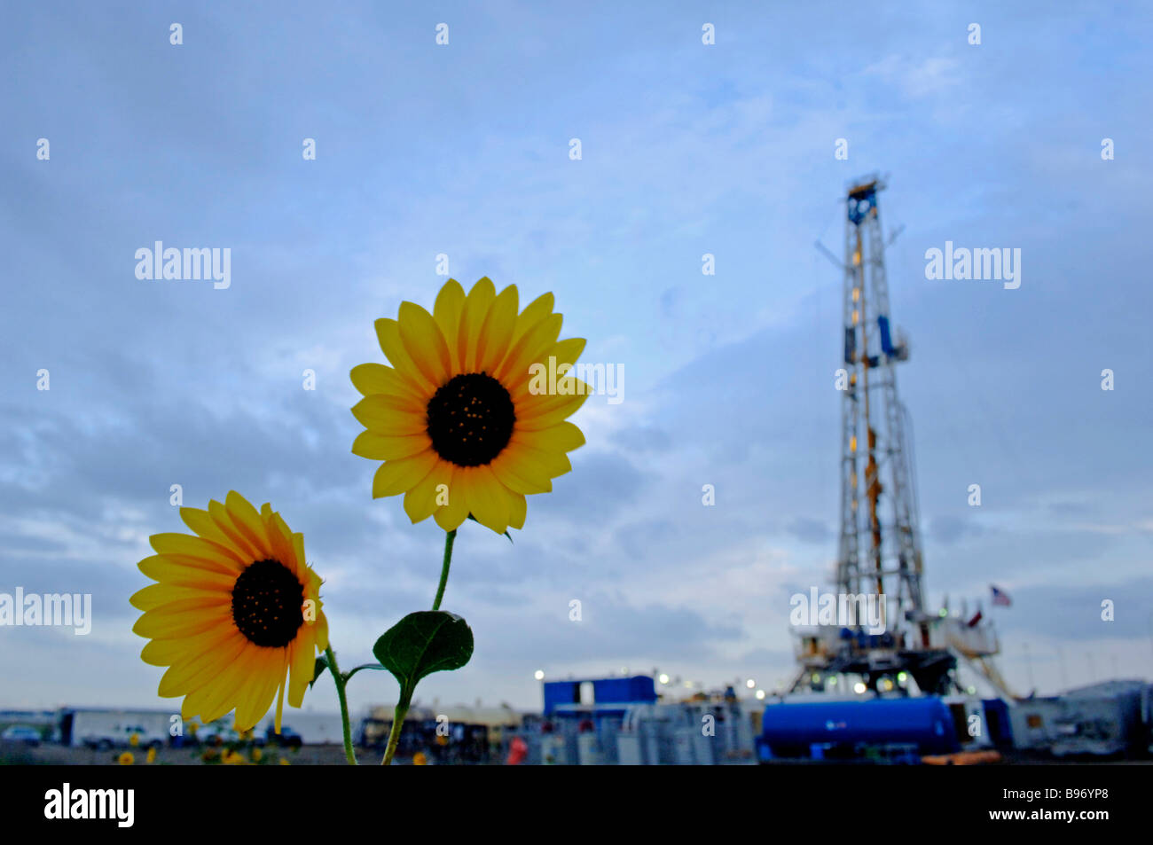 Sunflowers and drilling rig or gas well on public owned airport property signifies the intense search for fossil fuel and energy Stock Photo
