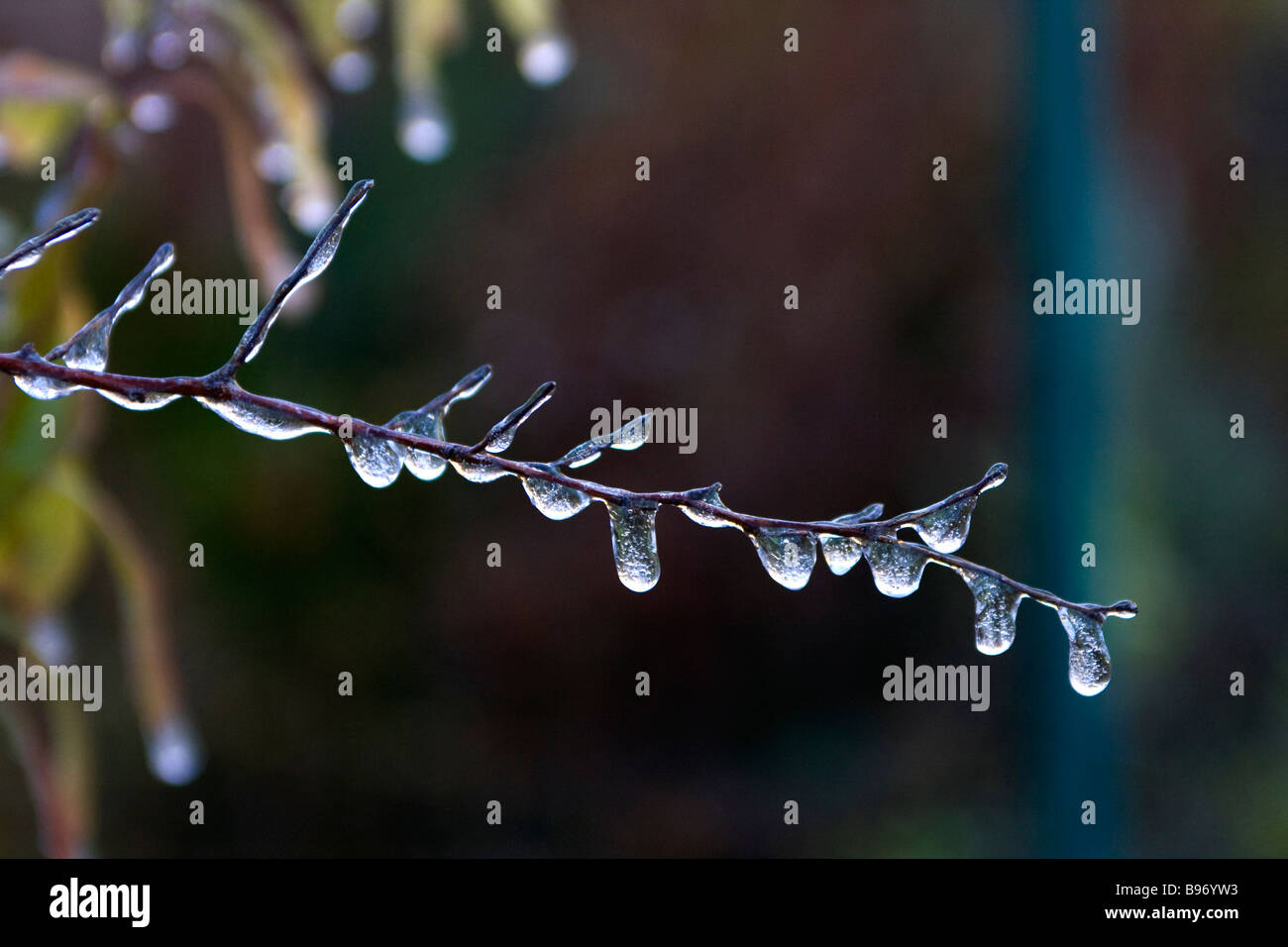 Cold temperature has caused dew drops to freeze on plants in a garden