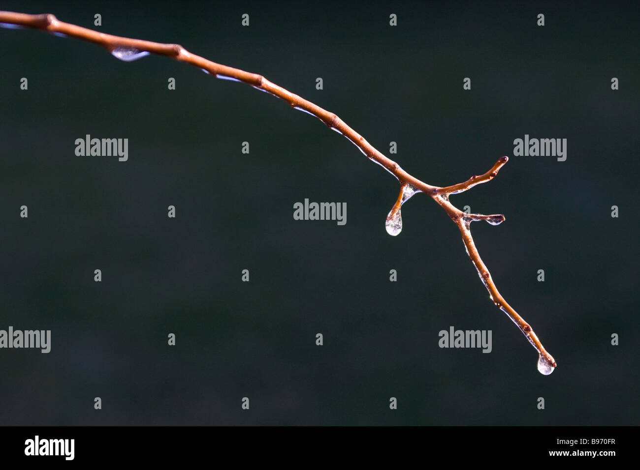 Cold temperature has caused dew drops to freeze on plants in a garden