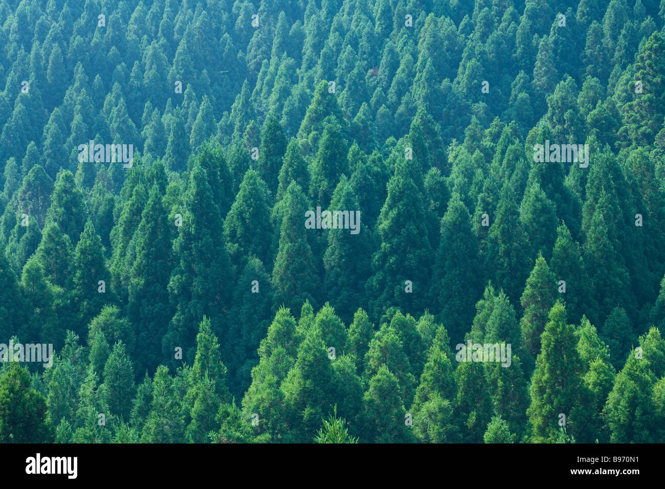 Japanese Cedar forest Stock Photo