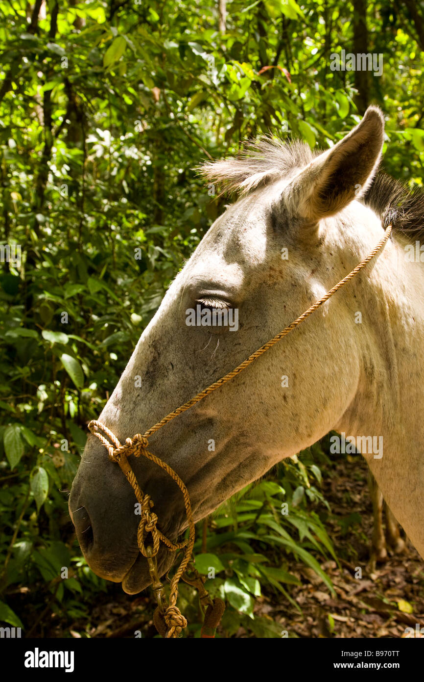 White horse in the Osa Peninsula, Costa Rica Stock Photo Alamy