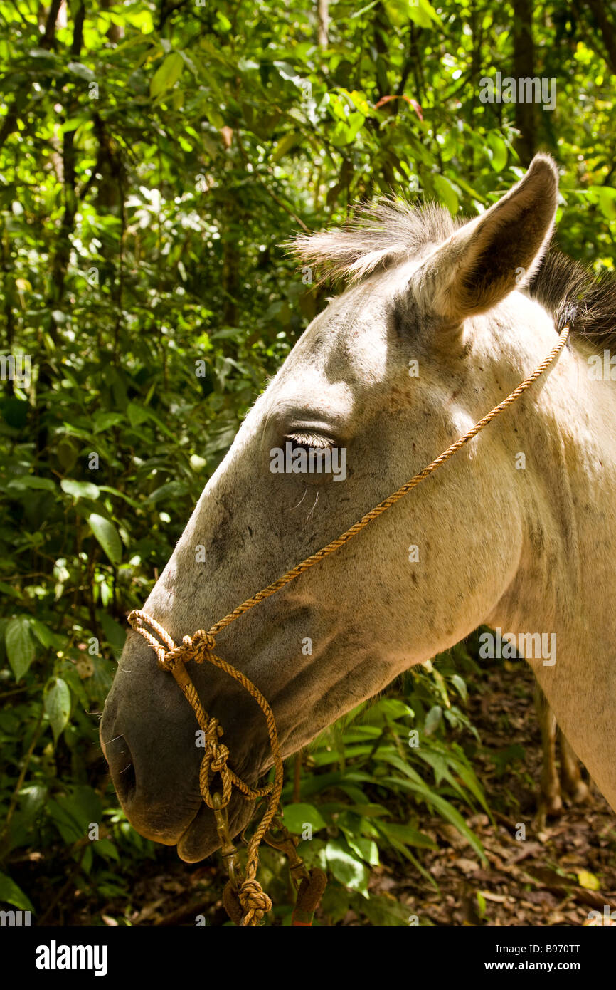 White horse in the Osa Peninsula, Costa Rica. Stock Photo