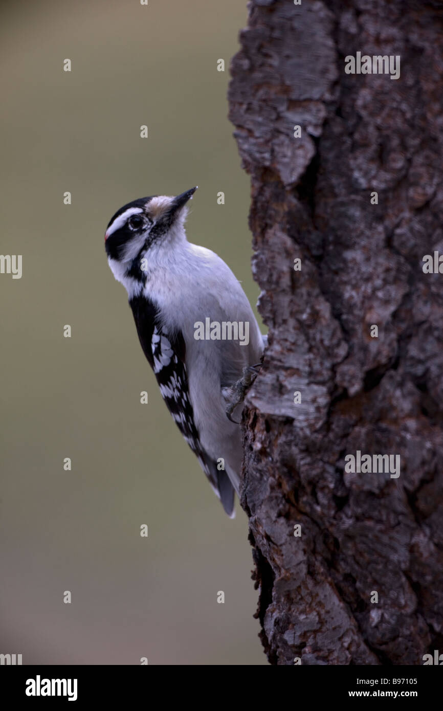 Downy Woodpecker Picoides pubescens New York USA Found near or in woods