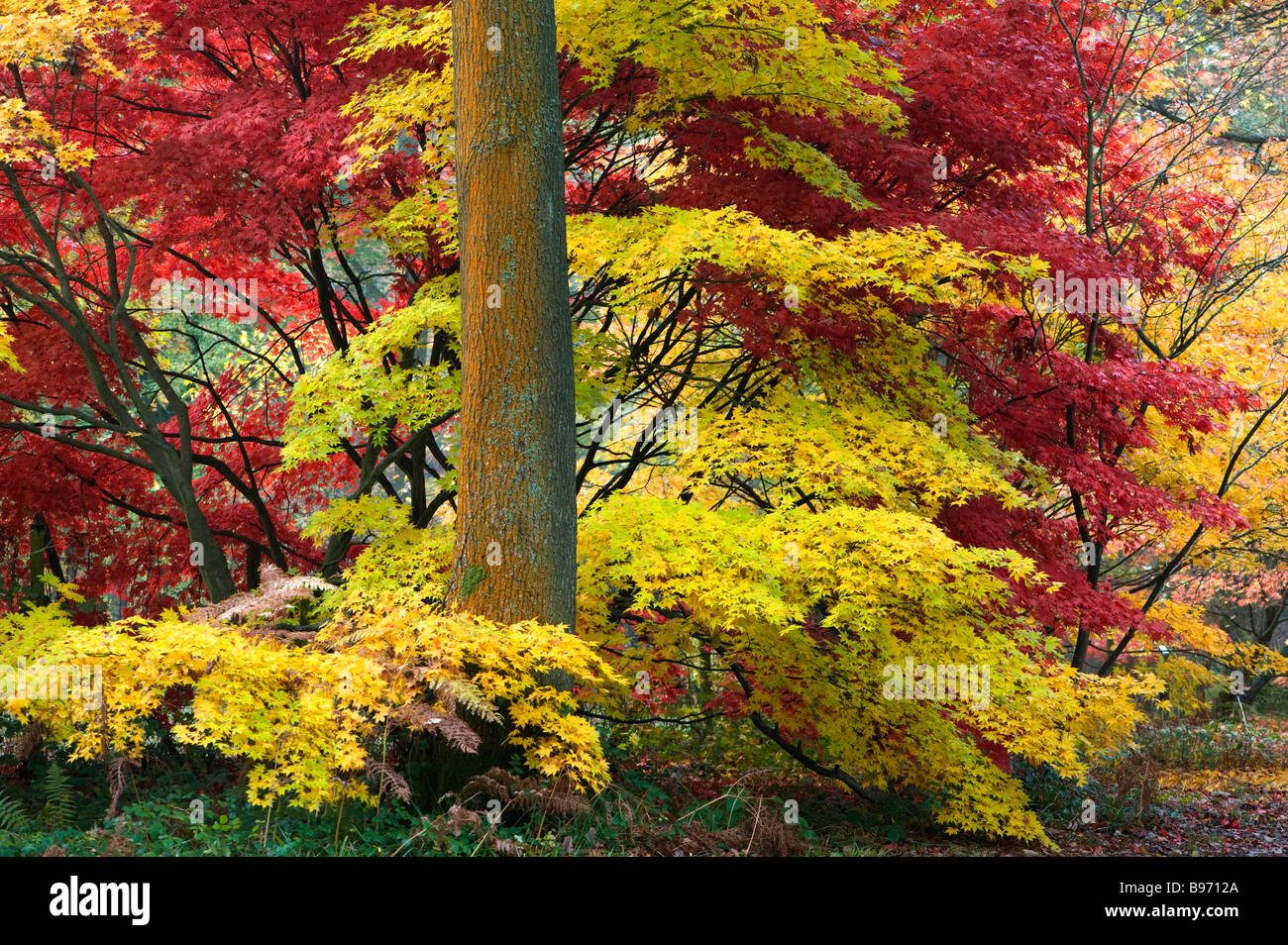 Acer palmatum in Autumn colour Stock Photo - Alamy