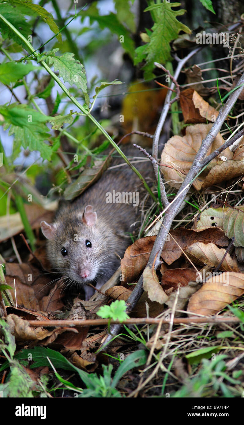Brown Rat looks directly at the camera from a hedgerow Stock Photo