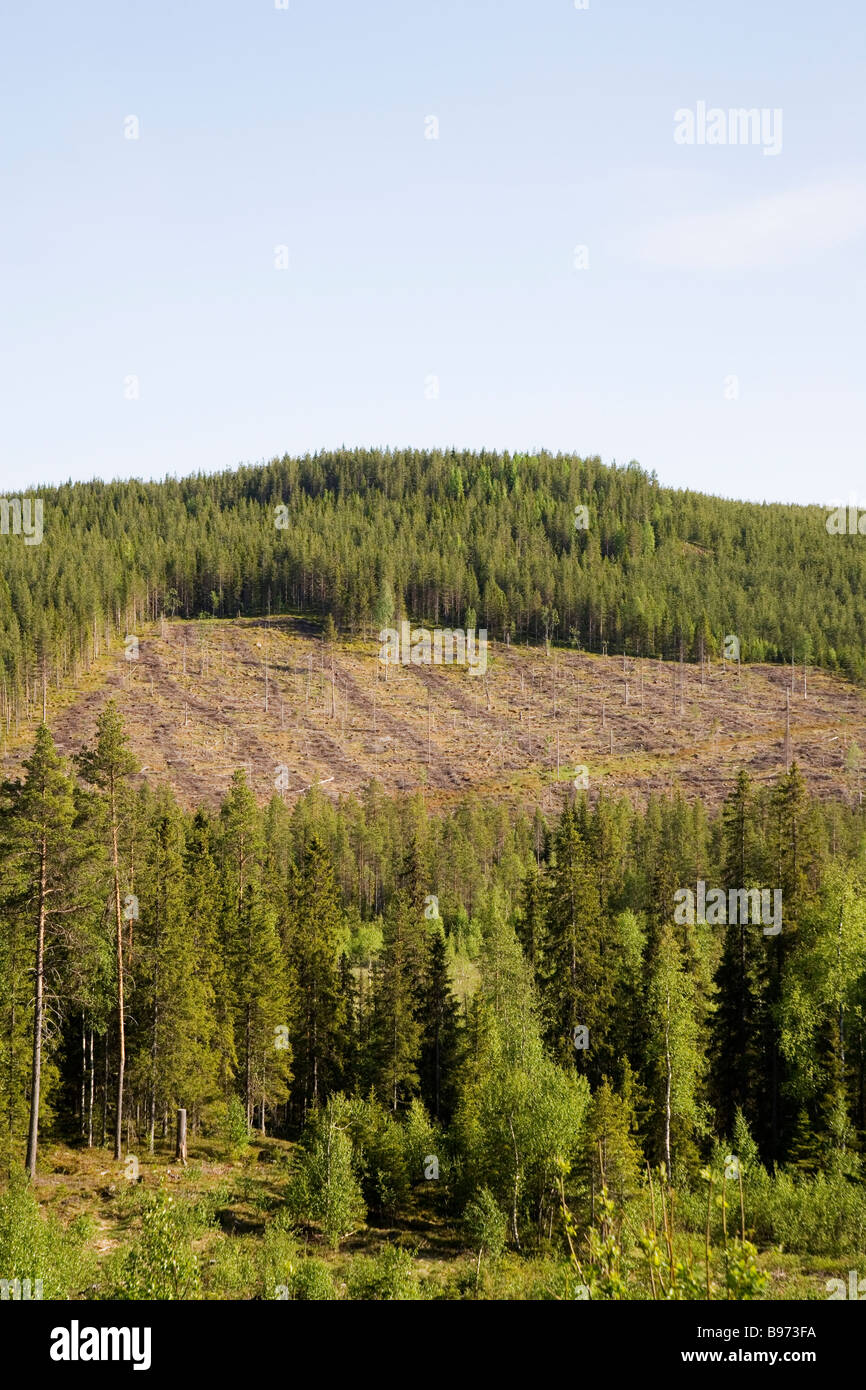 Clearcut logging and effects. Stock Photo
