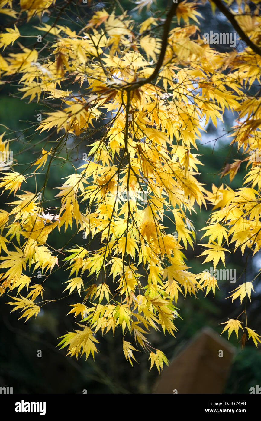 Acer palmatum in Autumn colour Stock Photo - Alamy