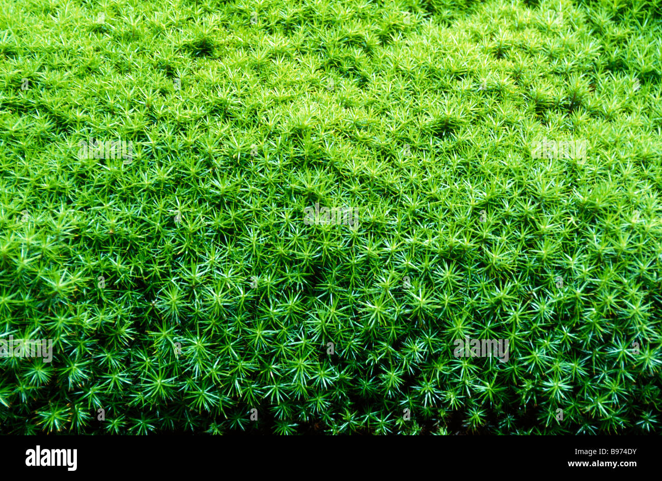The moss hi-res stock photography and images - Alamy