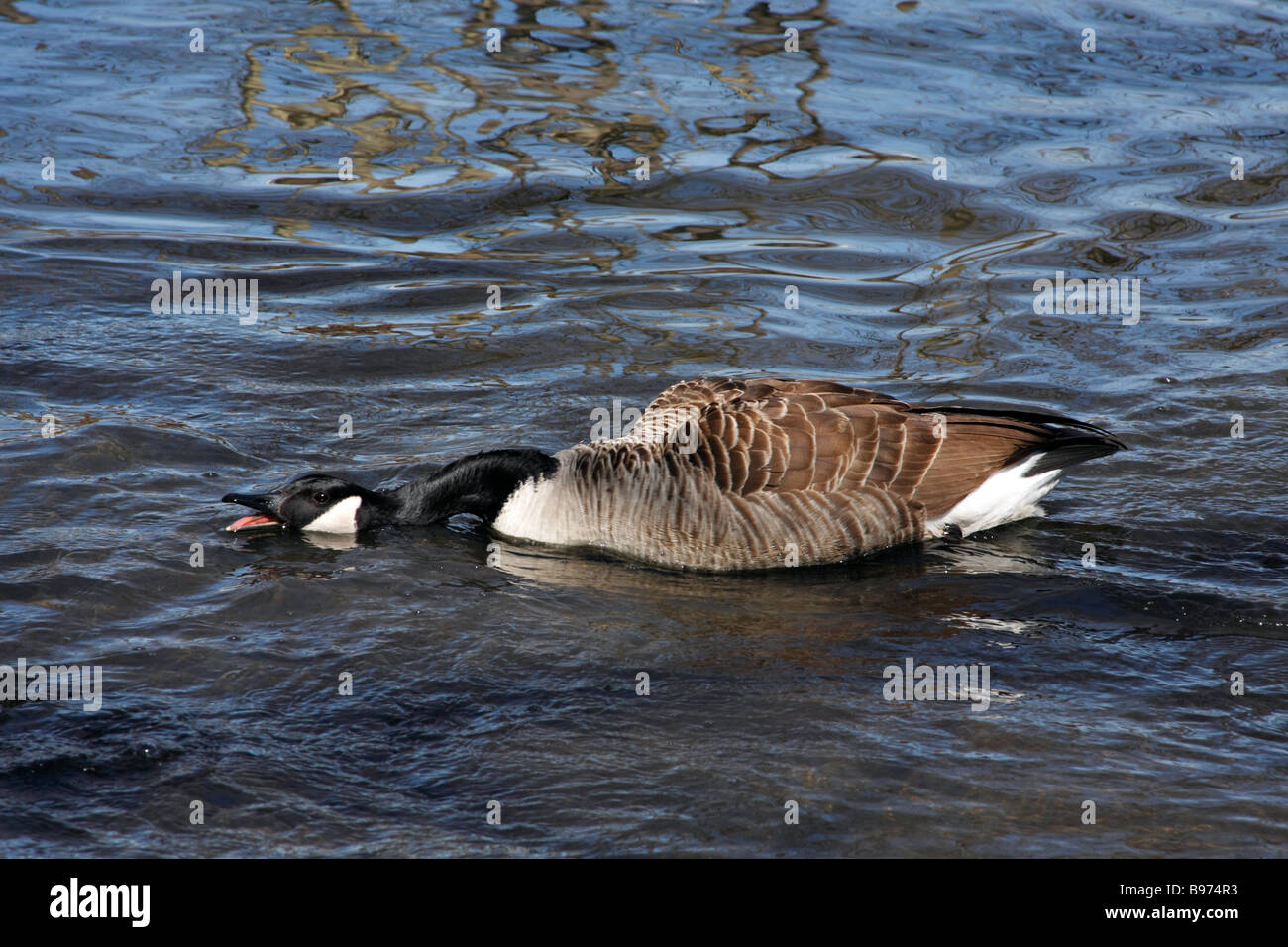 Angry Canada Goose (Branta canadensis) Stock Photo