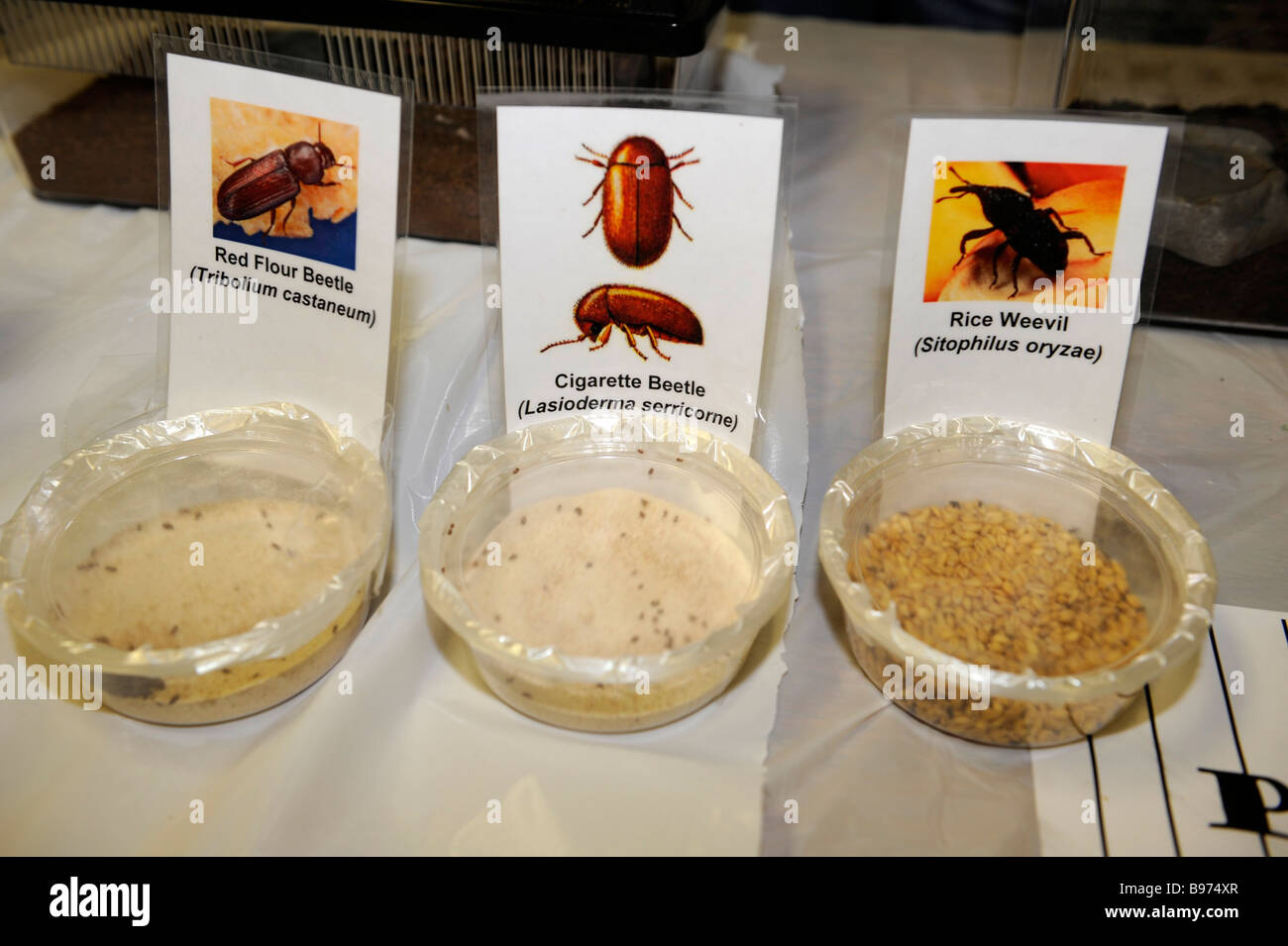 Florida State Insect Vector Display of invading insects at Florida State Fairgrounds Tampa Stock ...