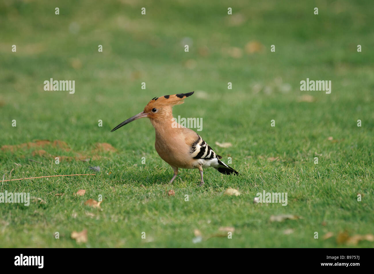 Common Hoopoe Upupa epops feeding on a lawn in Jaipur India Stock Photo