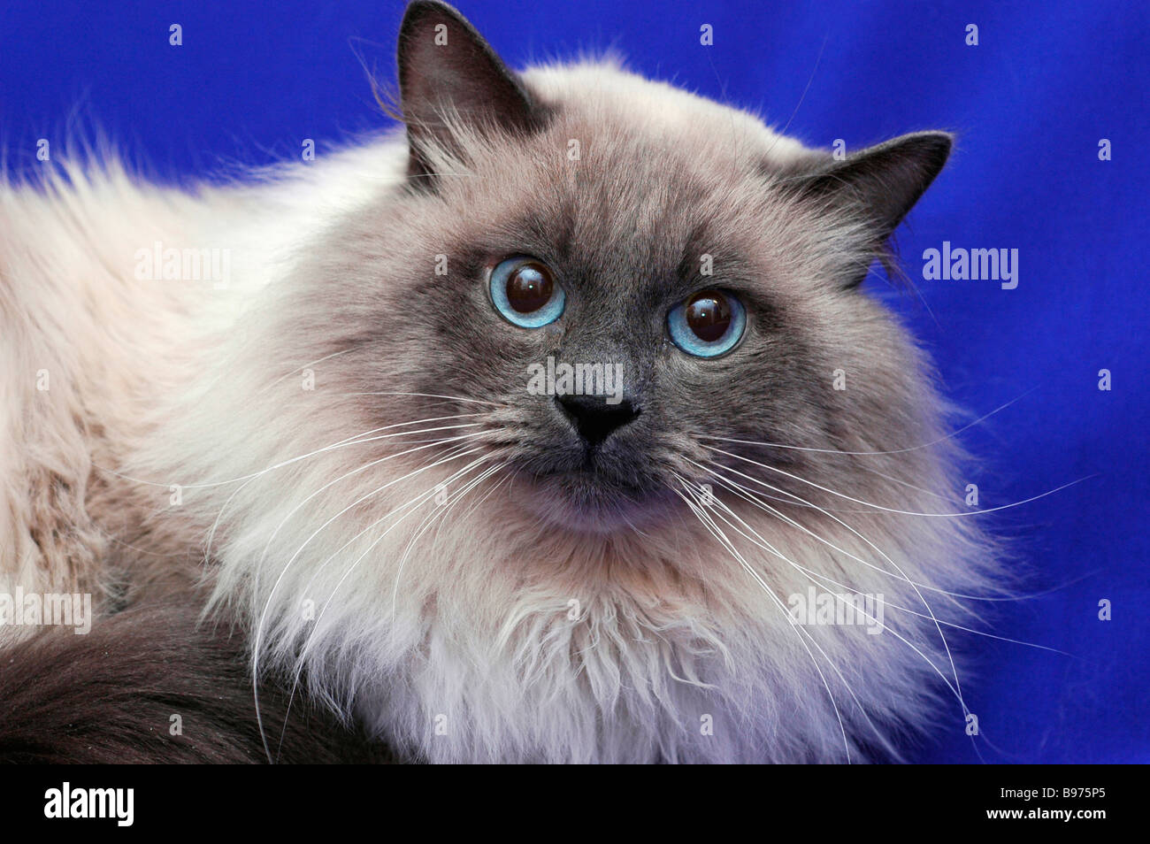 Neva Masquerade Cat (AKA Colorpoint Siberian Forest Cat Stock Photo - Alamy