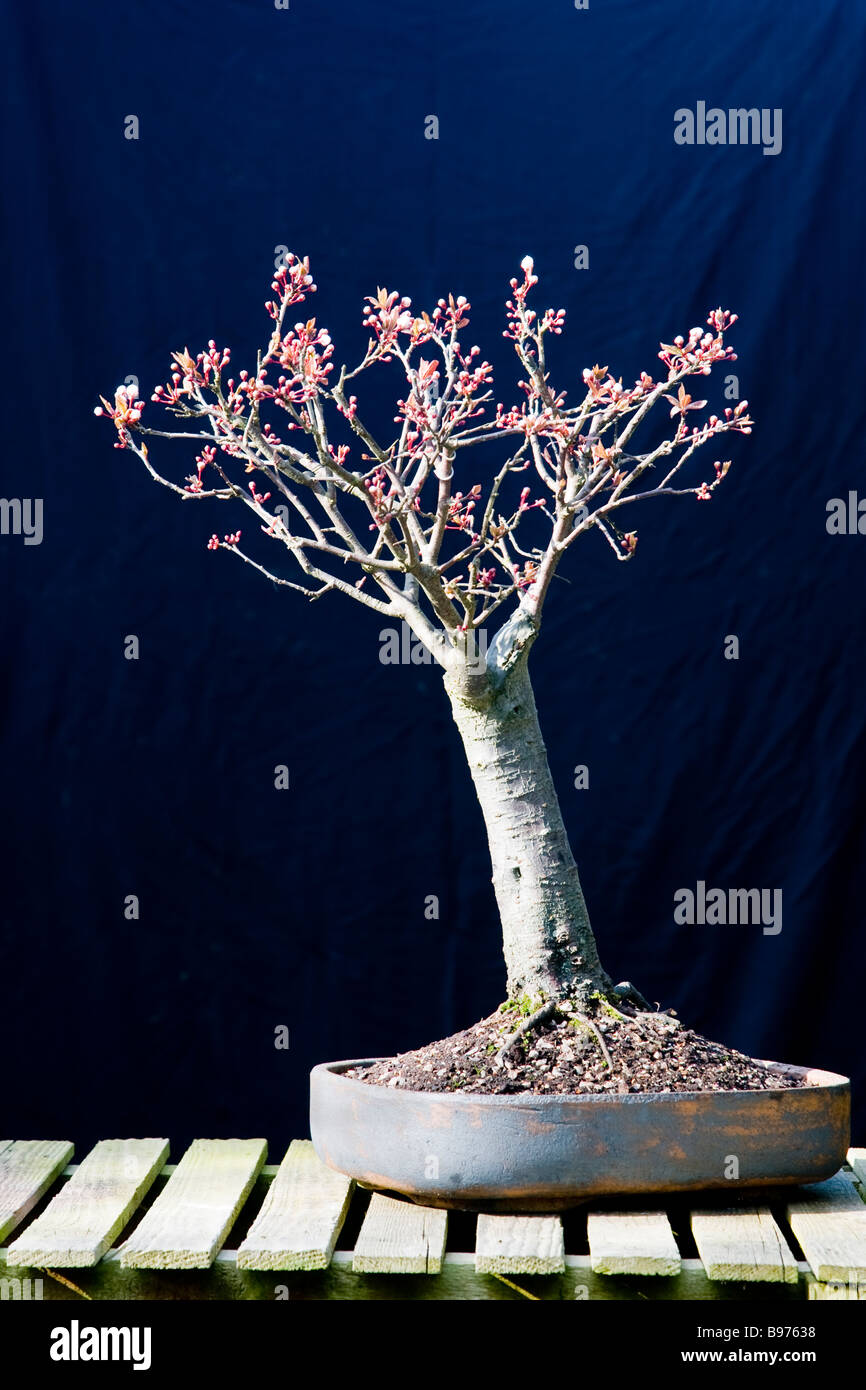Bonsai Purple Leaf Flowering Plum Stock Photo Alamy