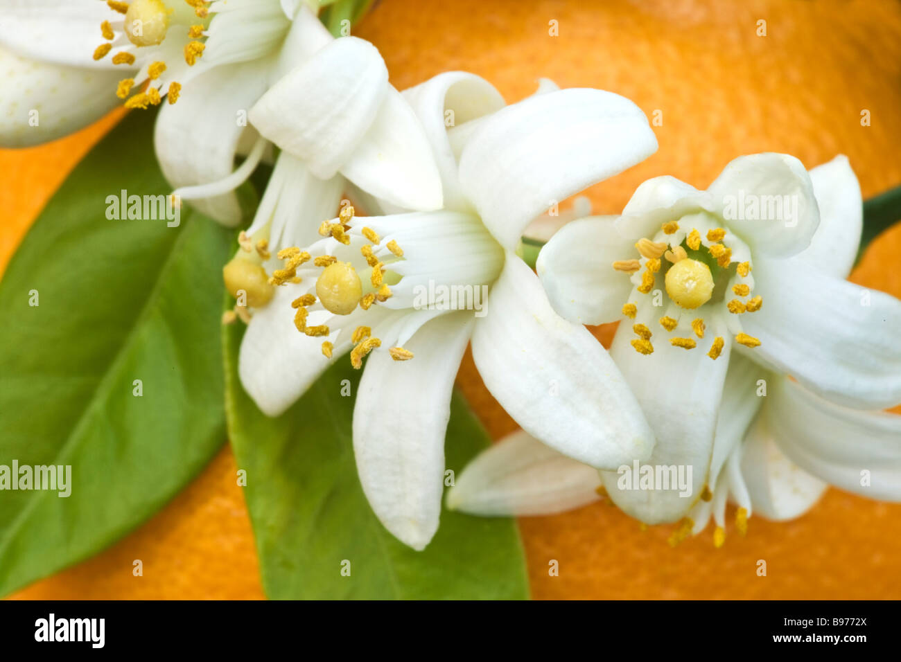 Close up farming california flowering agriculture hires stock