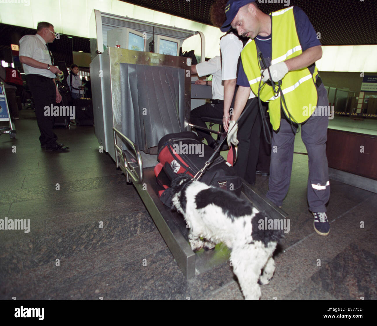 Security officer with a dog checks the baggage at Sheremetyevo 2