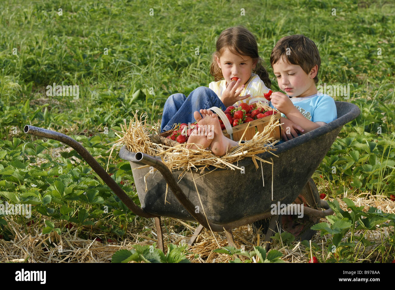Children in the strawberry field Stock Photo - Alamy