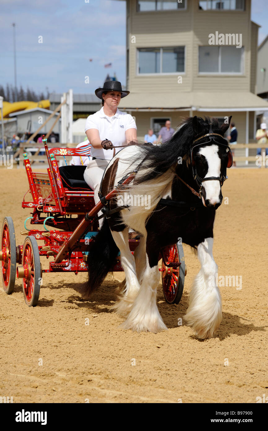Gypsy horse exhibition at Florida State Fairgrounds Tampa Stock Photo Alamy
