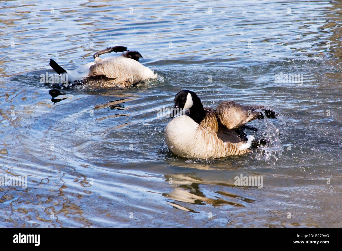 Canadian Geese (Branta canadensis) bathing in lake. Stock Photo