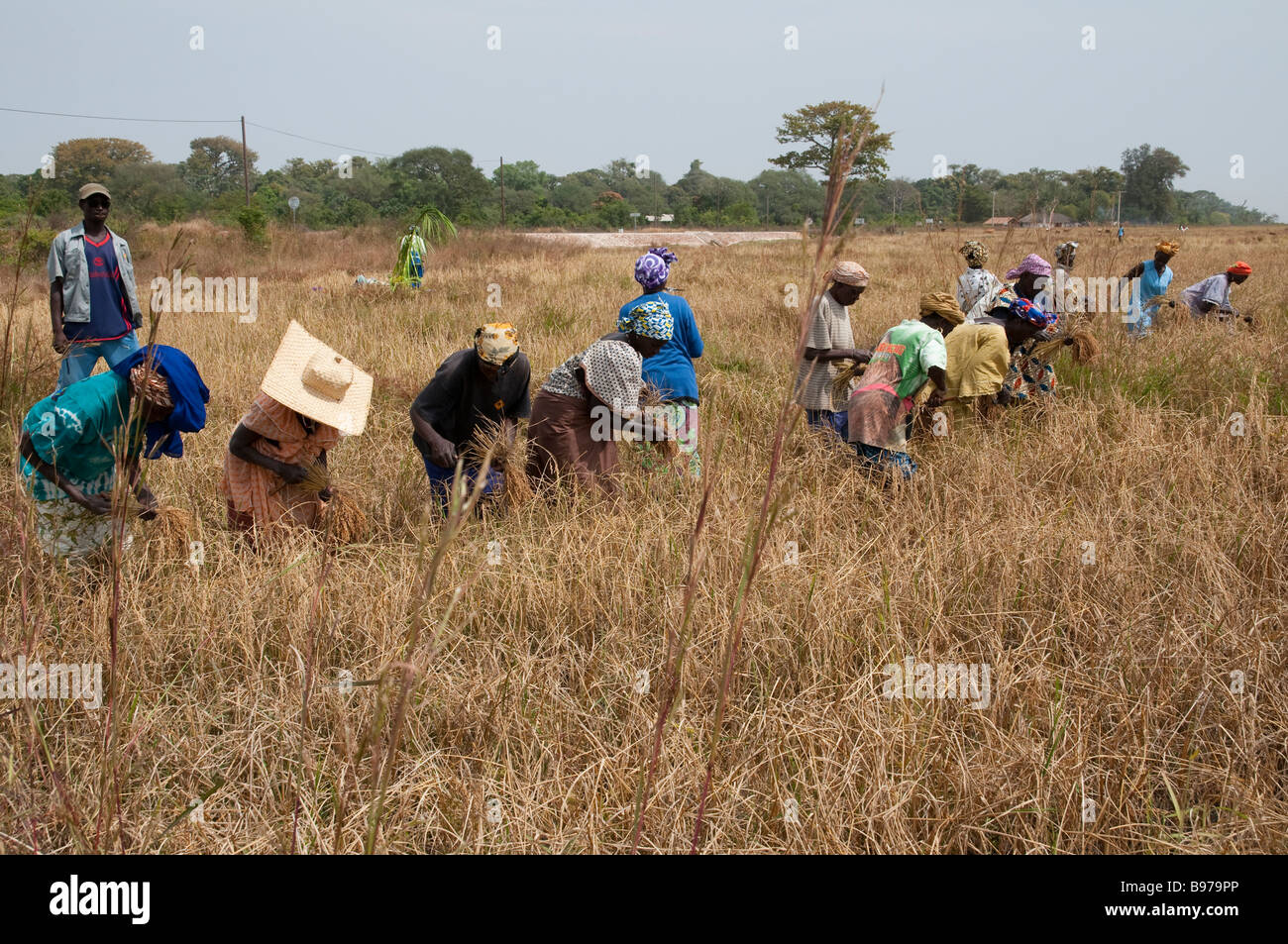 West africa Senegal Casamance Oussouye rice farming harvest Stock Photo