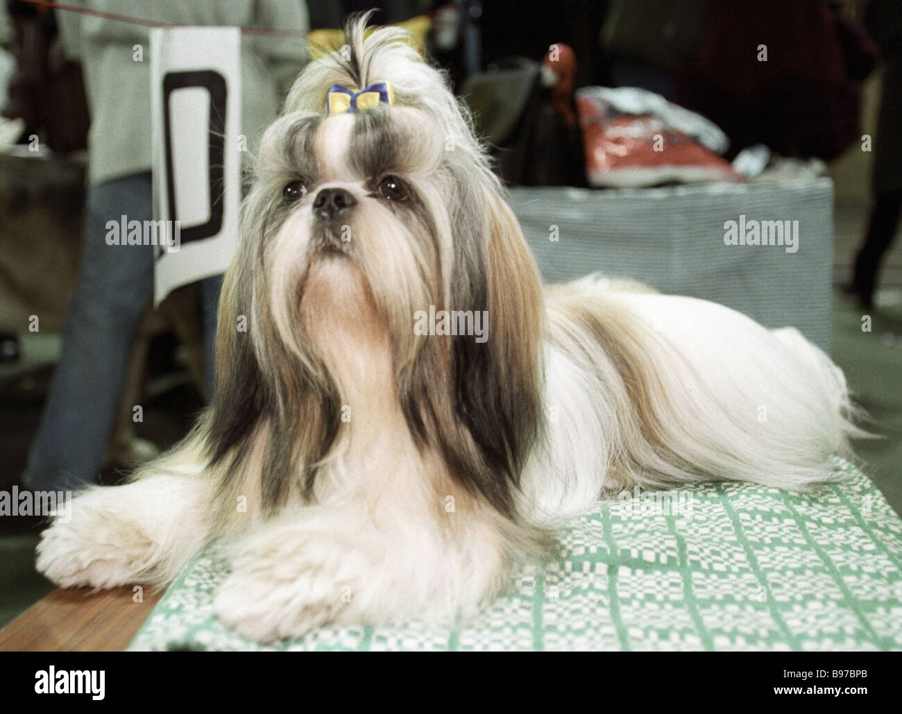 A shi tzu dog at the international dog show Stock Photo Alamy