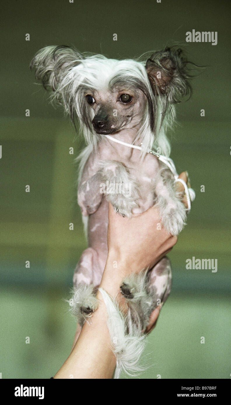 Moscow Longhaired Toy Terrier During The International Dog Show