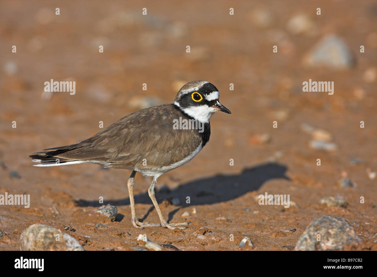 Little Rigned Plover Little Ringed Plover Stock Photo - Alamy