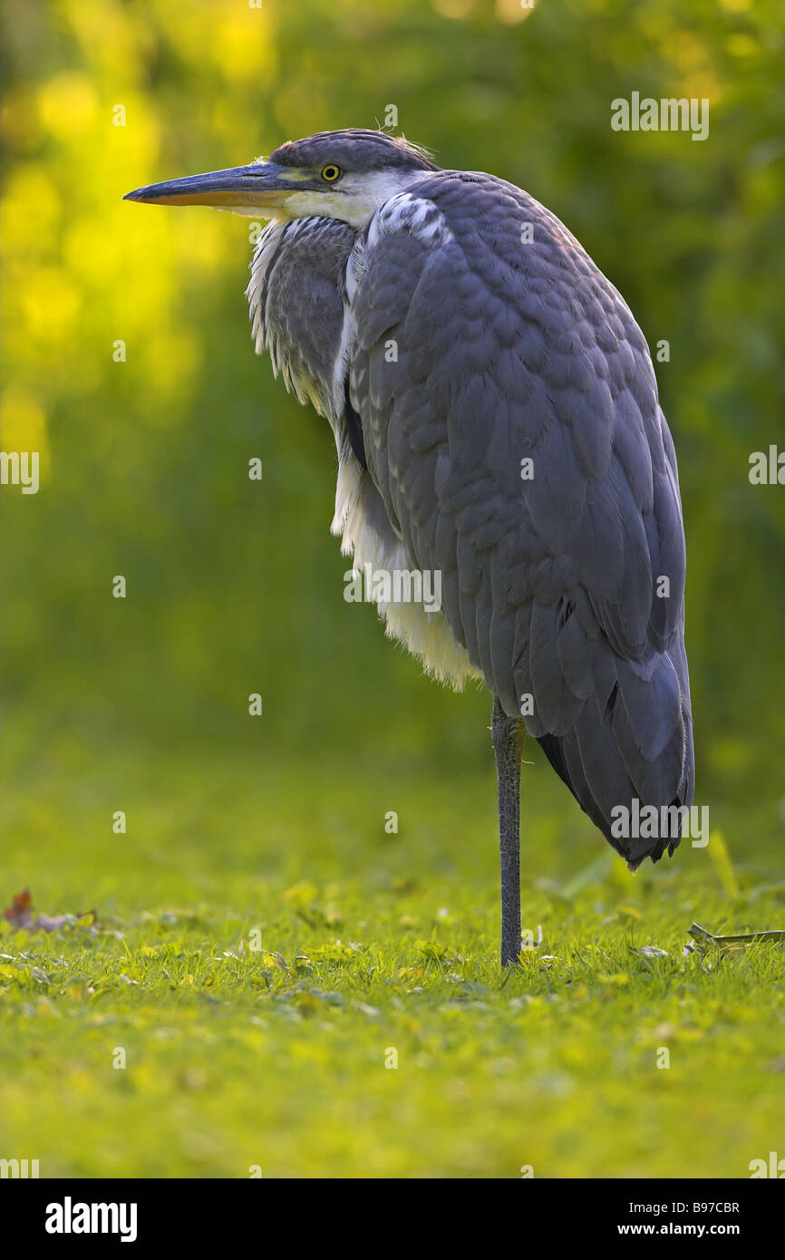 Birds with grey back hi-res stock photography and images - Alamy