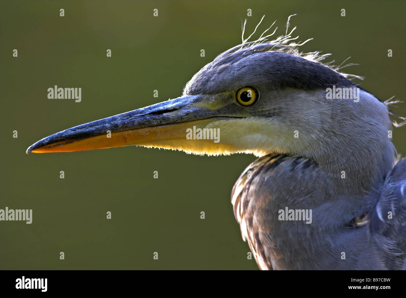 Birds with grey back hi-res stock photography and images - Alamy